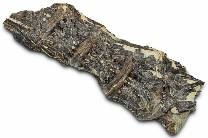 Ray-Finned Fish (Ichthyodectes) Vertebrae w/ Ribs - Kansas #331034